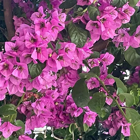 Bougainvillea Sea View Apartament *