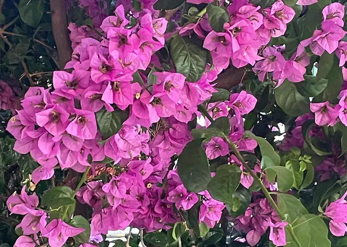 Bougainvillea Sea View Lägenhet *